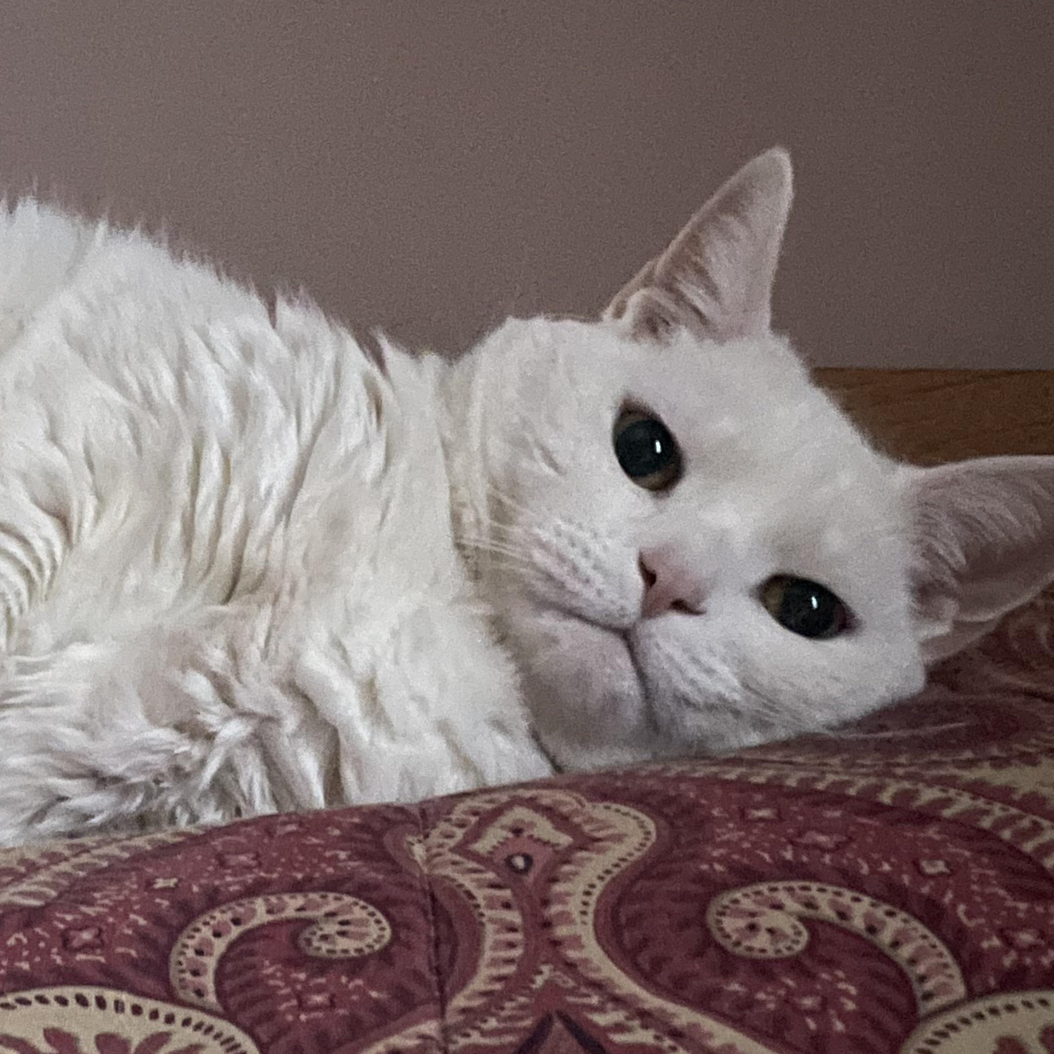 Enlarge Iladora, a Adoptable Domestic Short Hair in Oswego, NY image 3/6