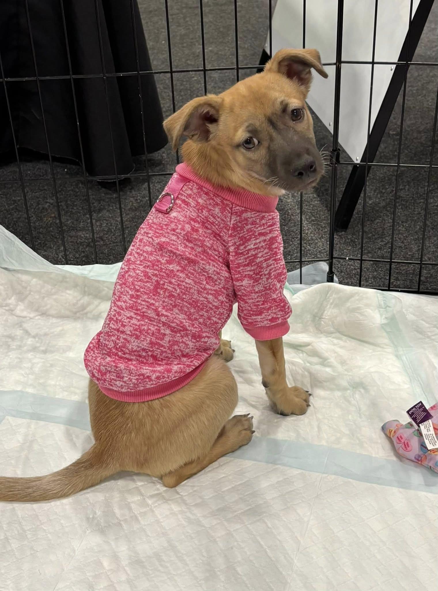 Enlarge Honey, a ADOPTABLE mixed breed in Ronkonkoma, NY image 1/1