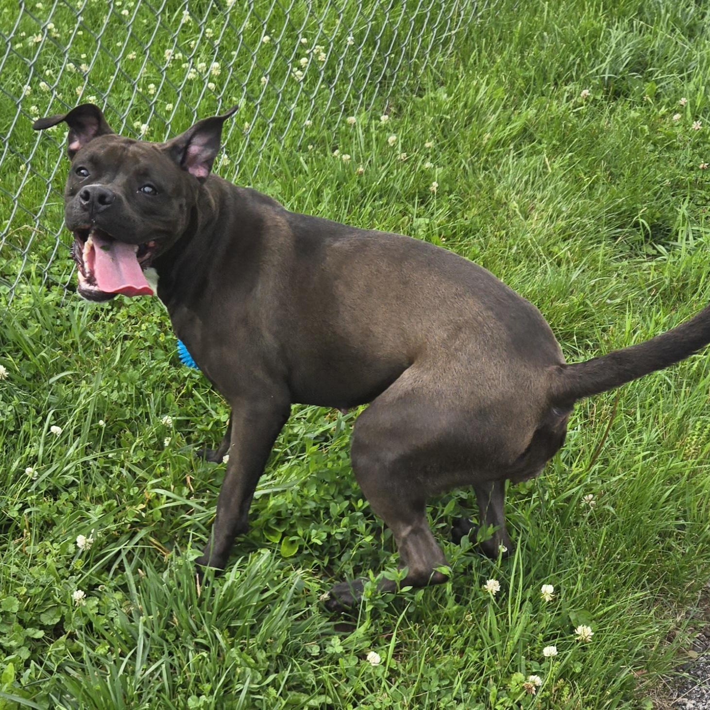 Enlarge Liberty, a ADOPTABLE Pit Bull Terrier in Xenia , OH image 6/6