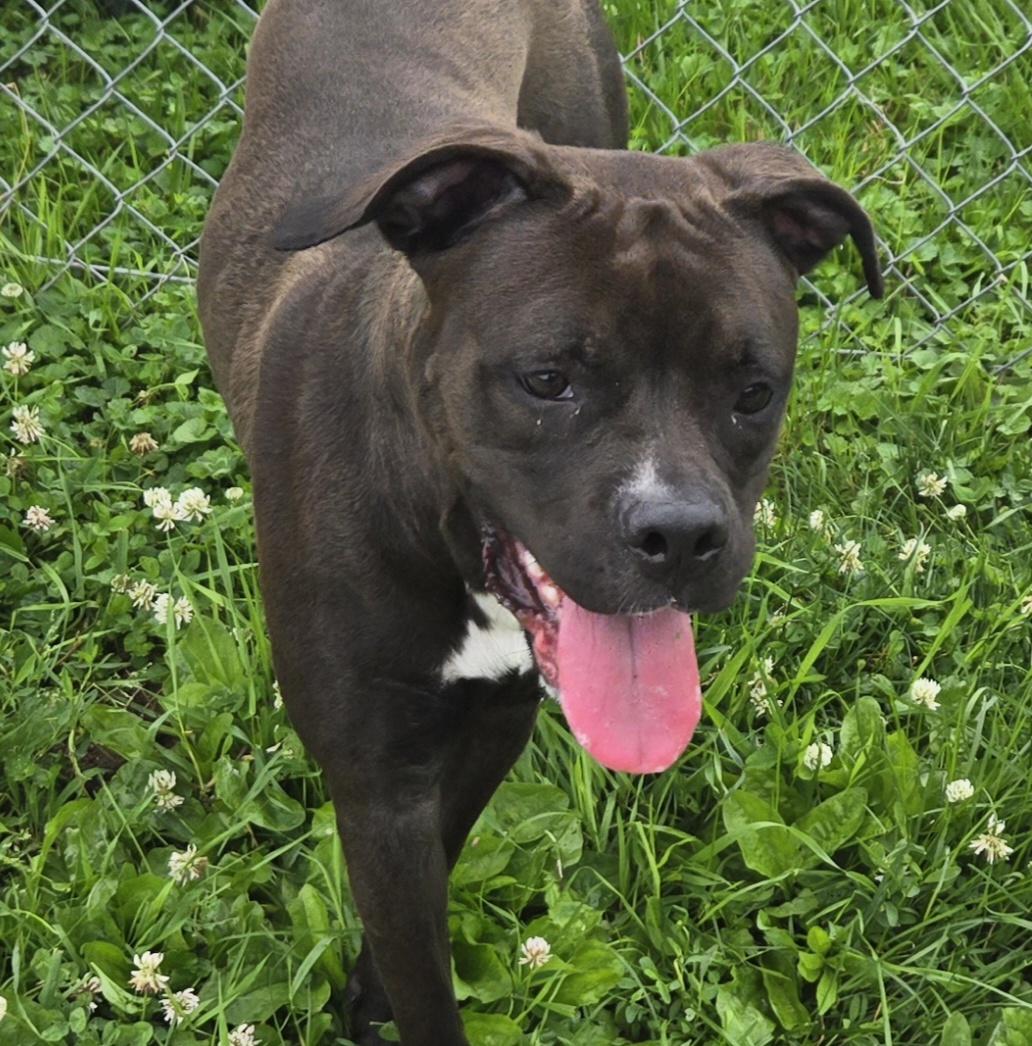 Enlarge Liberty, a ADOPTABLE Pit Bull Terrier in Xenia , OH image 4/6