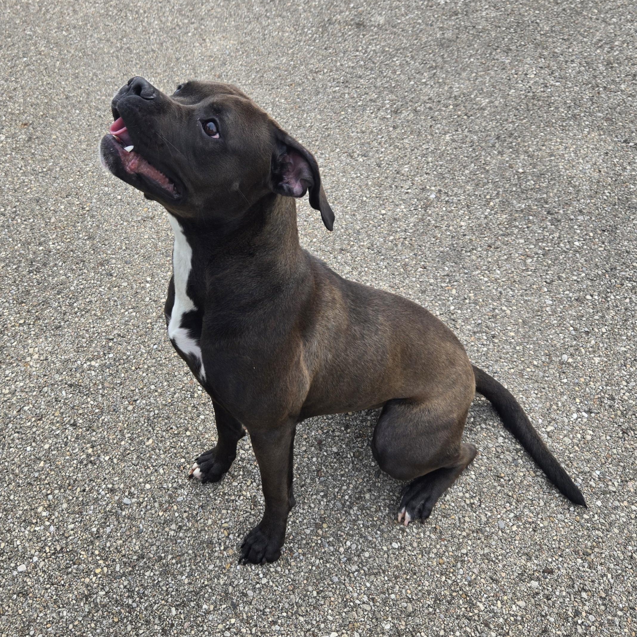 Enlarge Liberty, a ADOPTABLE Pit Bull Terrier in Xenia , OH image 2/6