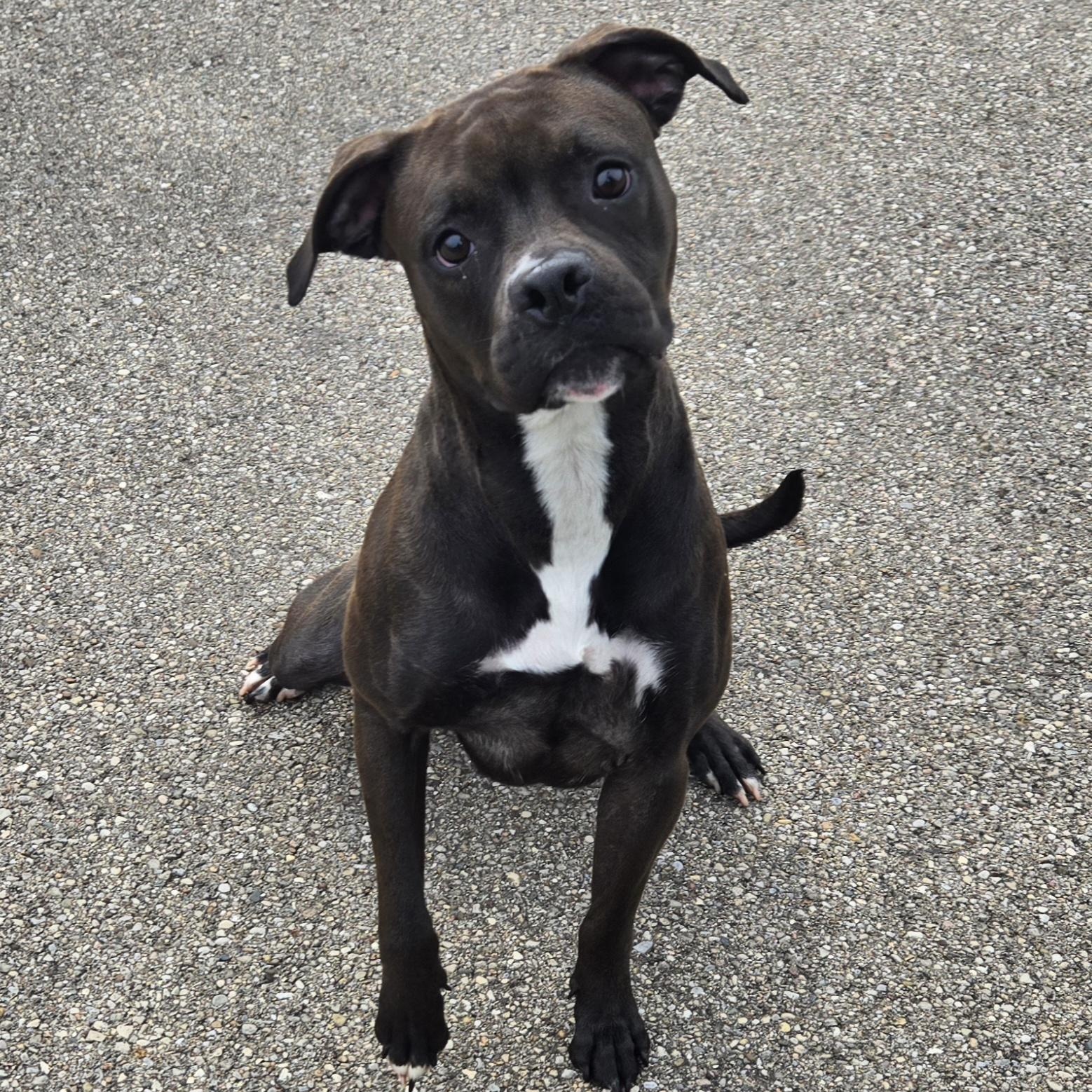 Enlarge Liberty, a ADOPTABLE Pit Bull Terrier in Xenia , OH image 1/6
