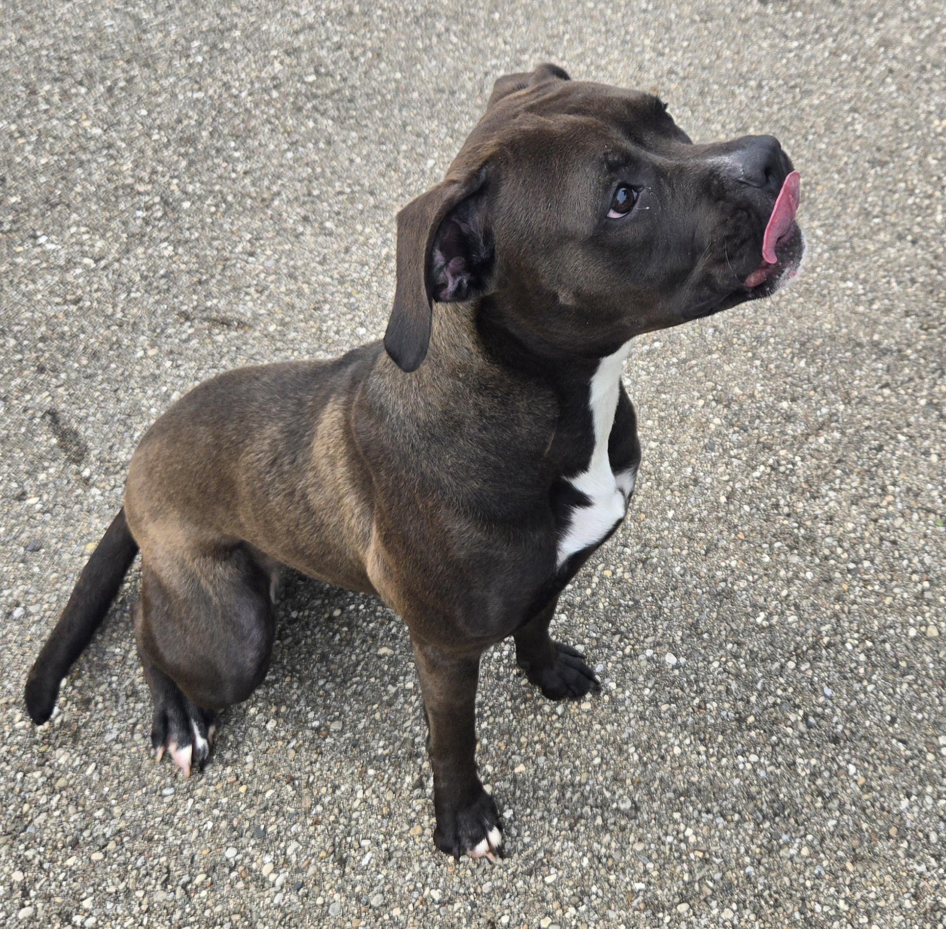 Enlarge Liberty, a ADOPTABLE Pit Bull Terrier in Xenia , OH image 5/6