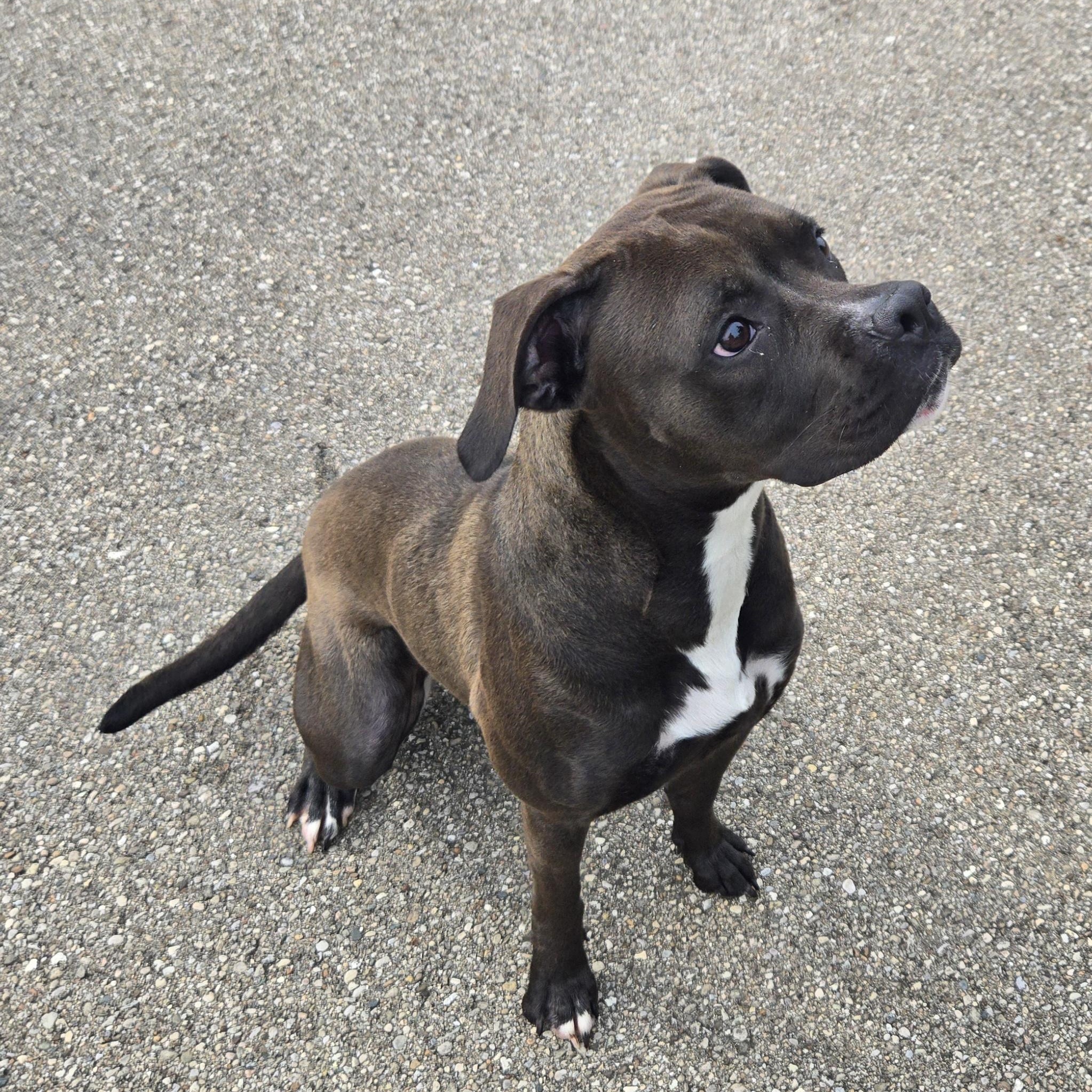 Enlarge Liberty, a ADOPTABLE Pit Bull Terrier in Xenia , OH image 3/6