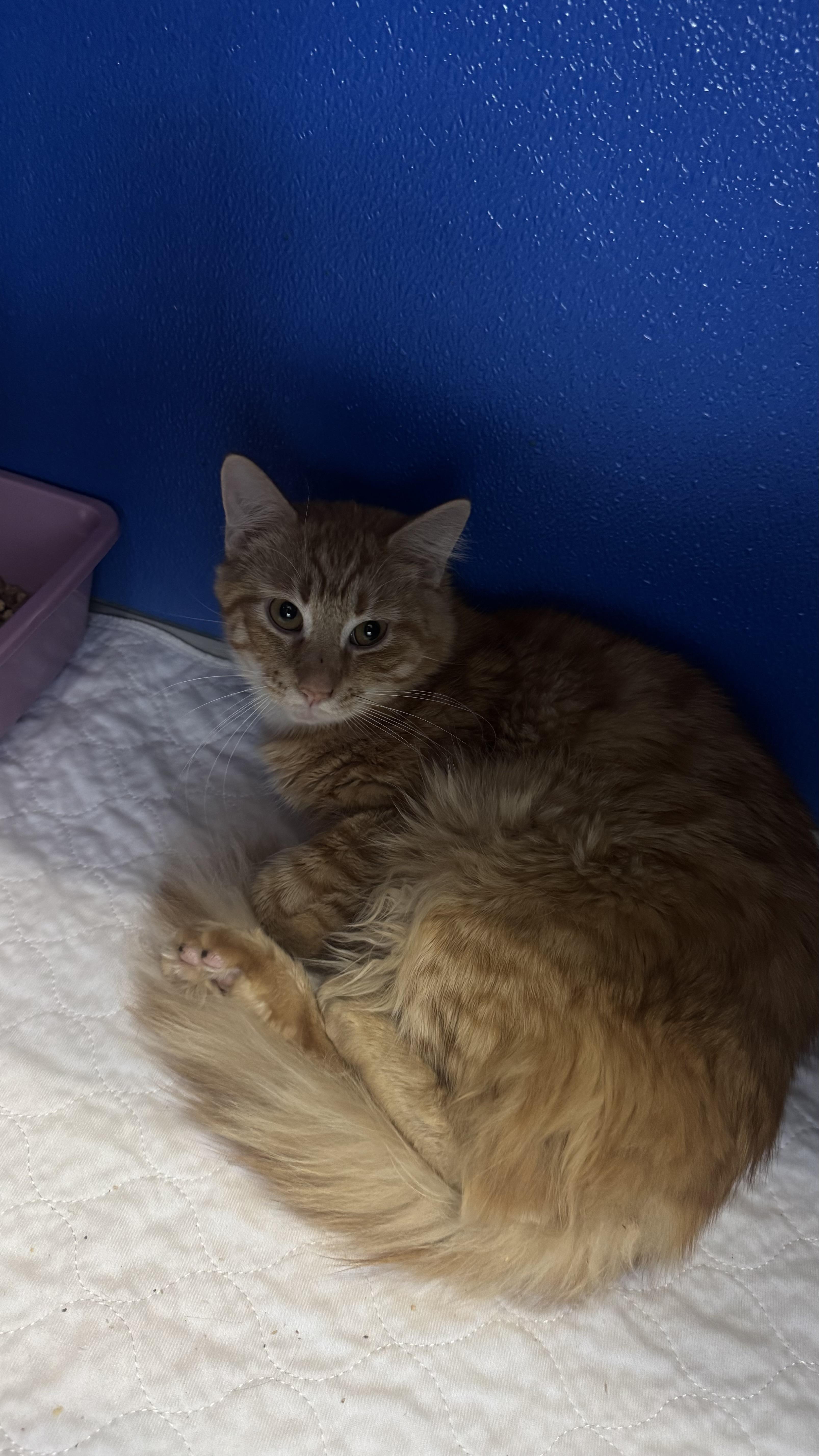 Enlarge Tas, a ADOPTABLE Domestic Medium Hair in Fall River, MA image 2/2