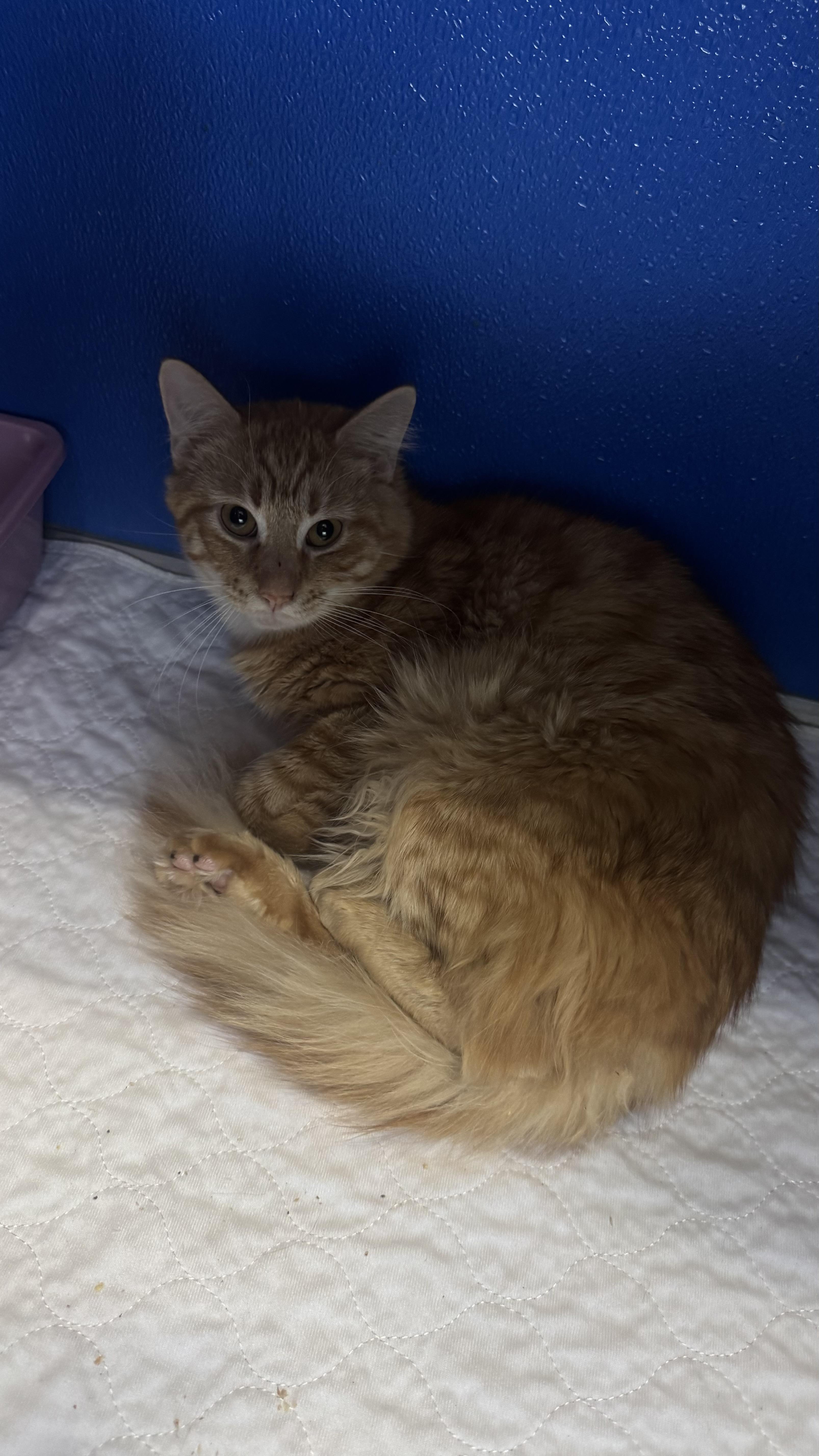 Tas, ADOPTABLE, Young Male Domestic Medium Hair.