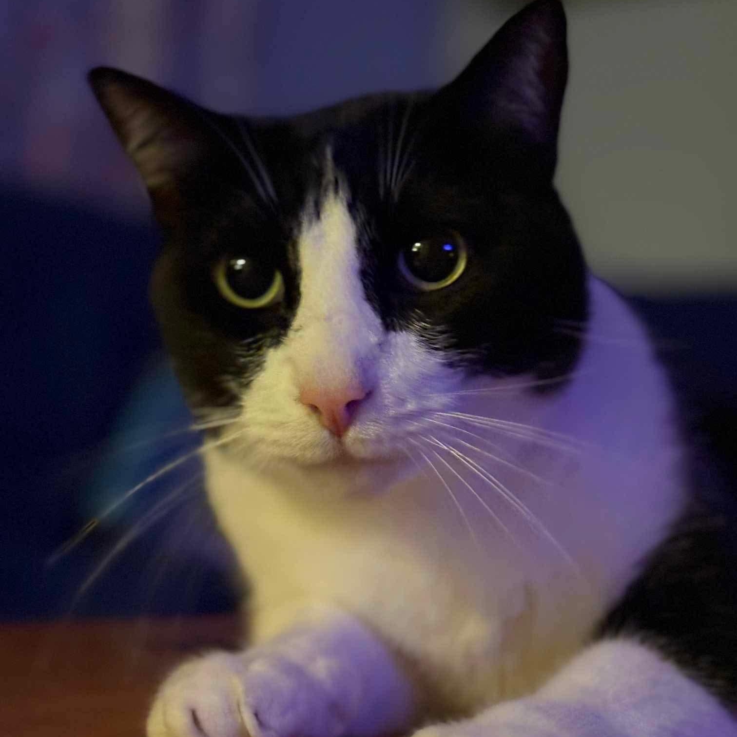 007 - 20% off, a Adoptable mixed breed in Gladstone, OR image 3/6