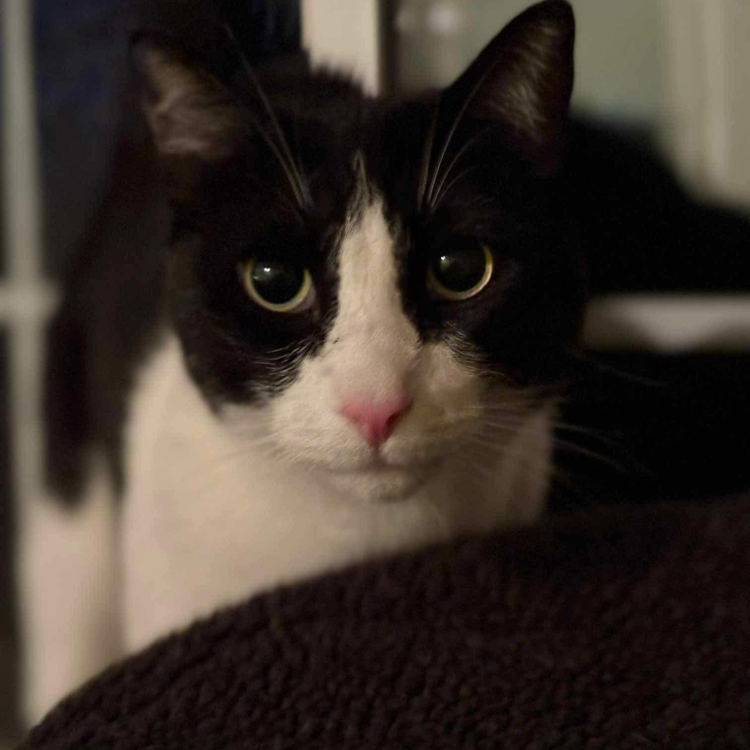 007 - 20% off, a Adoptable mixed breed in Gladstone, OR image 6/6