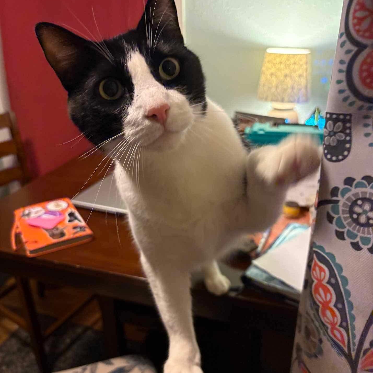 007 - 20% off, a Adoptable mixed breed in Gladstone, OR image 5/6