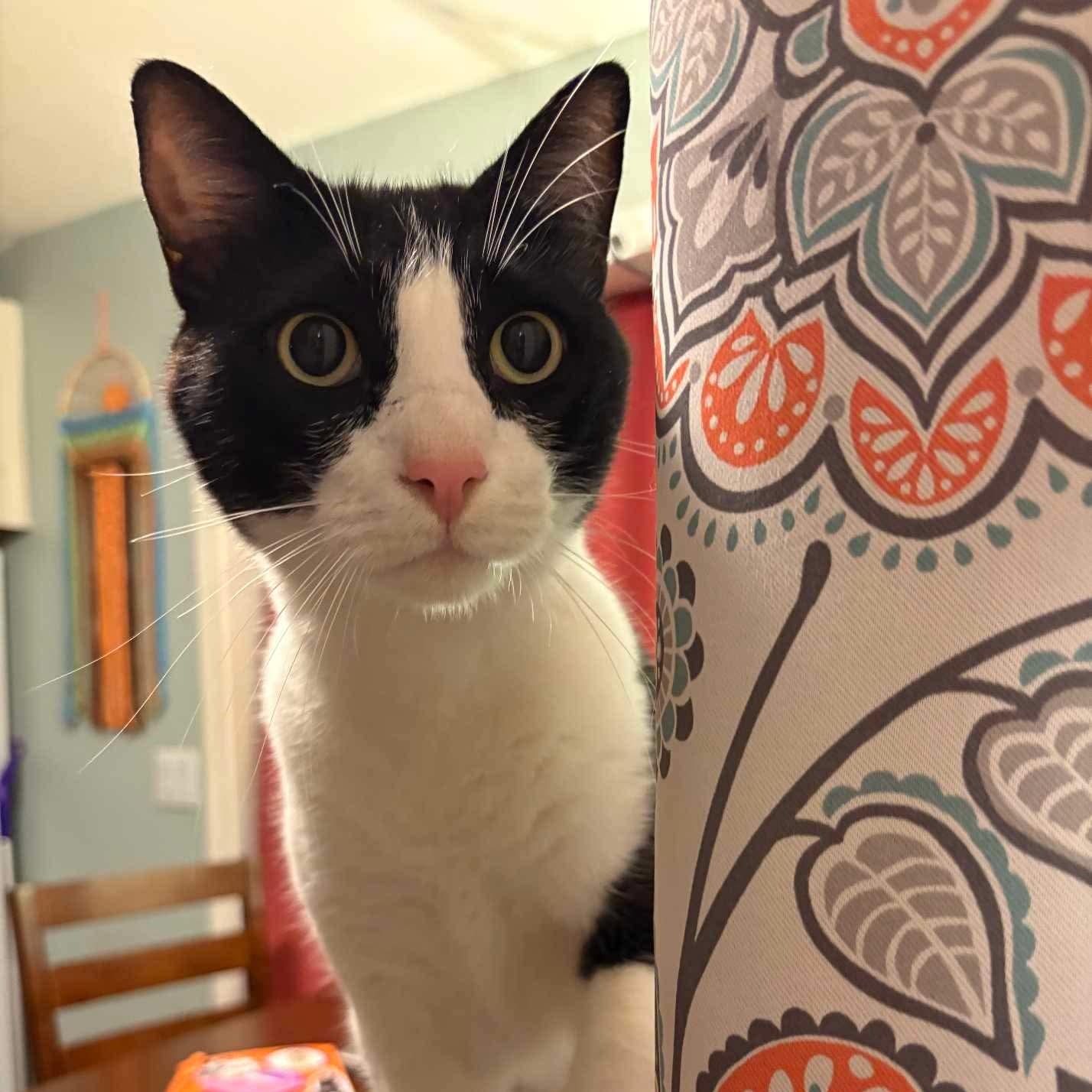 007 - 20% off, a Adoptable mixed breed in Gladstone, OR image 2/6