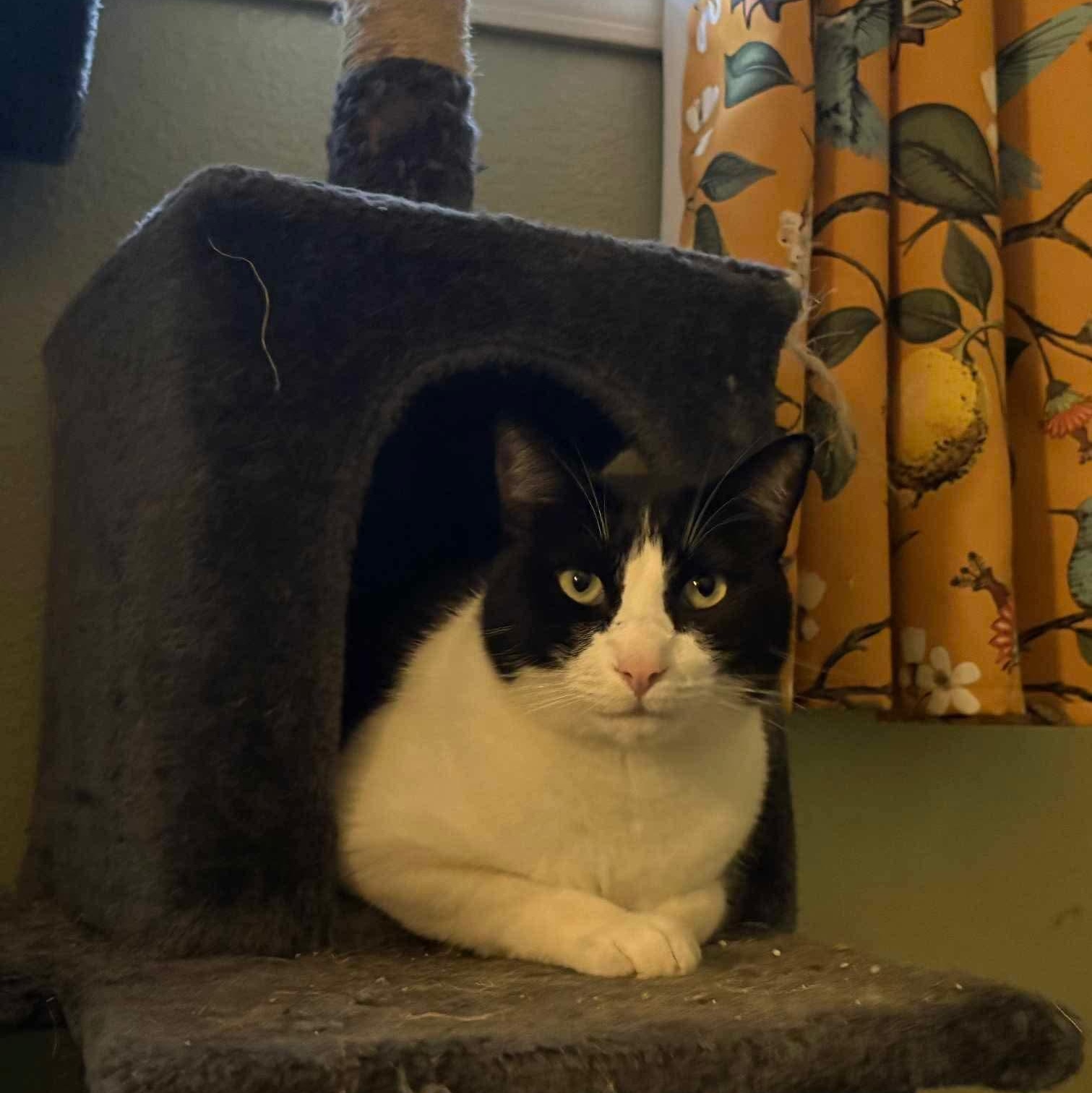 007 - 20% off, a Adoptable mixed breed in Gladstone, OR image 1/6