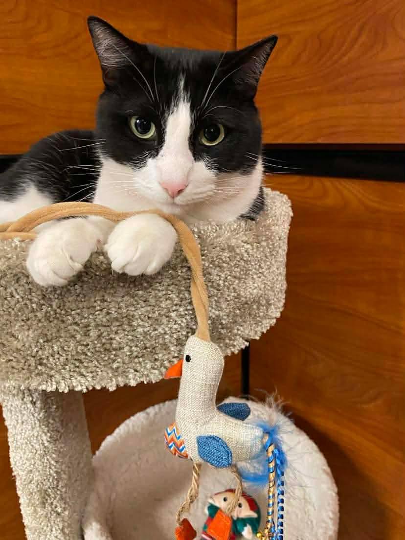 007 - 20% off, Adoptable, Adult Male Domestic Short Hair & Tuxedo.