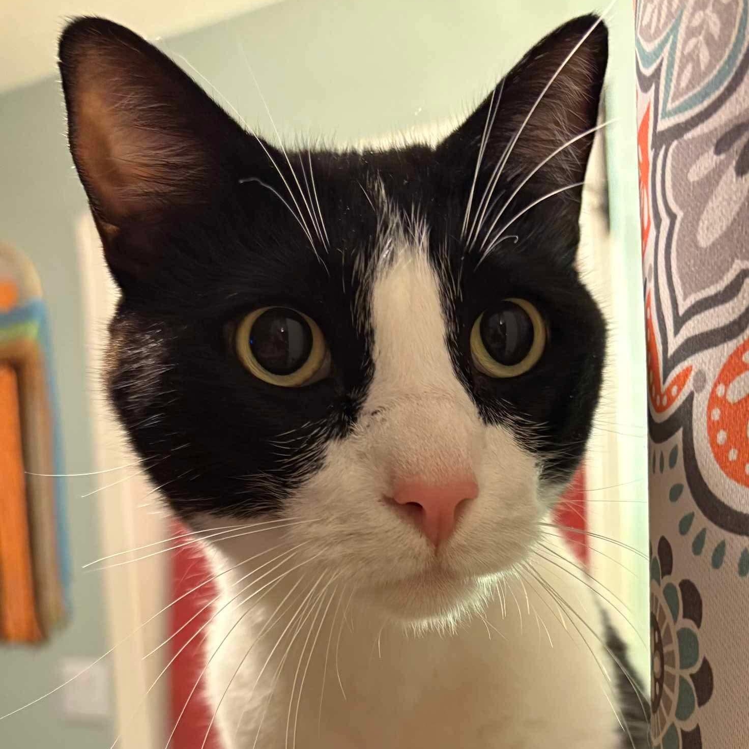 007 - 20% off, a Adoptable mixed breed in Gladstone, OR image 4/6