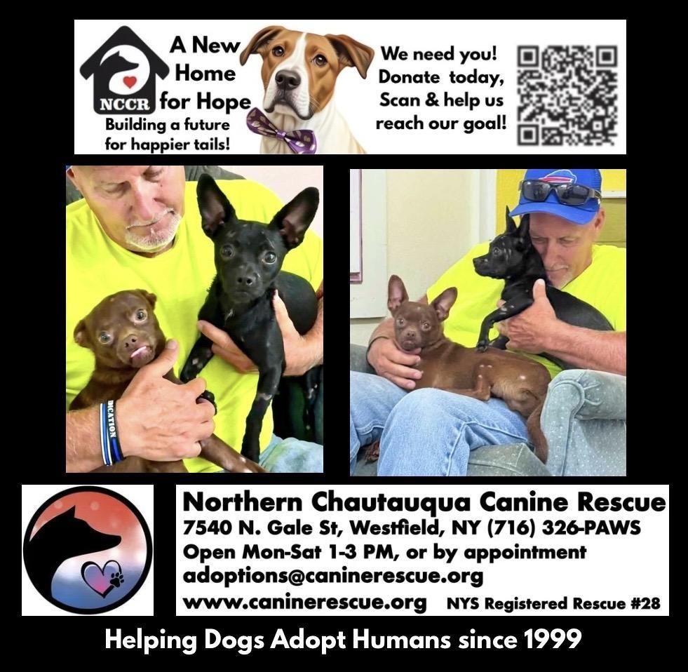 Enlarge Ace, a ADOPTABLE mixed breed in Westfield, NY image 5/5