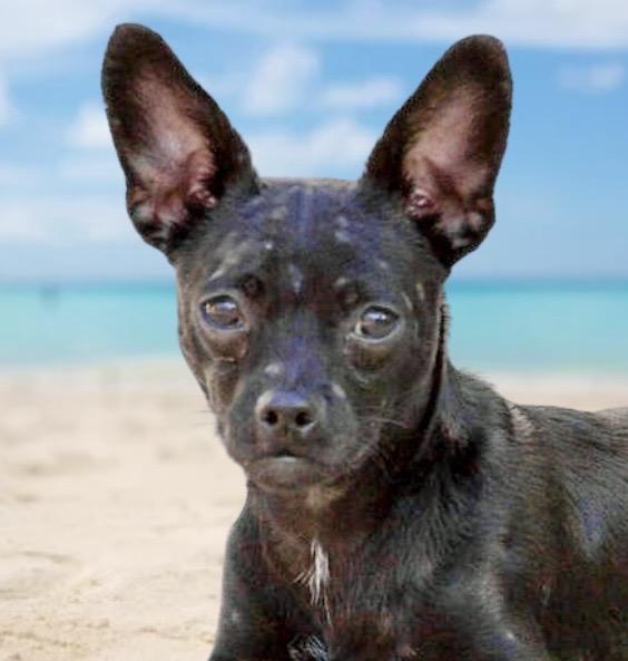 Ace, ADOPTABLE, Puppy Male Chihuahua.