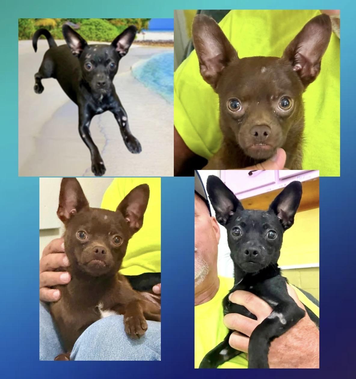 Enlarge Ace, a ADOPTABLE mixed breed in Westfield, NY image 4/5