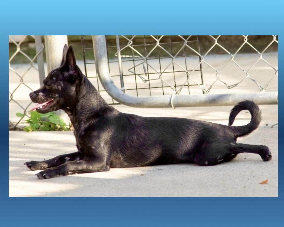 Enlarge Ace, a ADOPTABLE mixed breed in Westfield, NY image 2/5