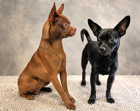 Enlarge Ace, a ADOPTABLE mixed breed in Westfield, NY image 3/5