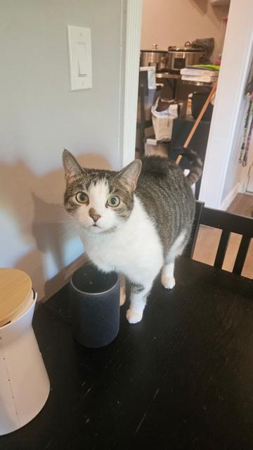 Nala - Sweet Female, ADOPTABLE, Adult Female Domestic Short Hair.