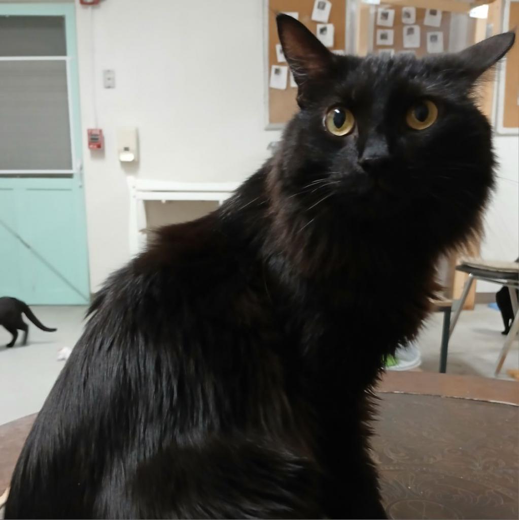 Cat for adoption Salem, a Domestic Long Hair in Fort Pierce, FL