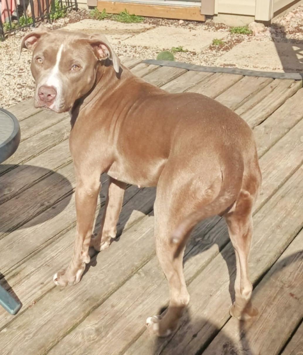 Della, a Adoptable mixed breed in Worth , IL image 3/3