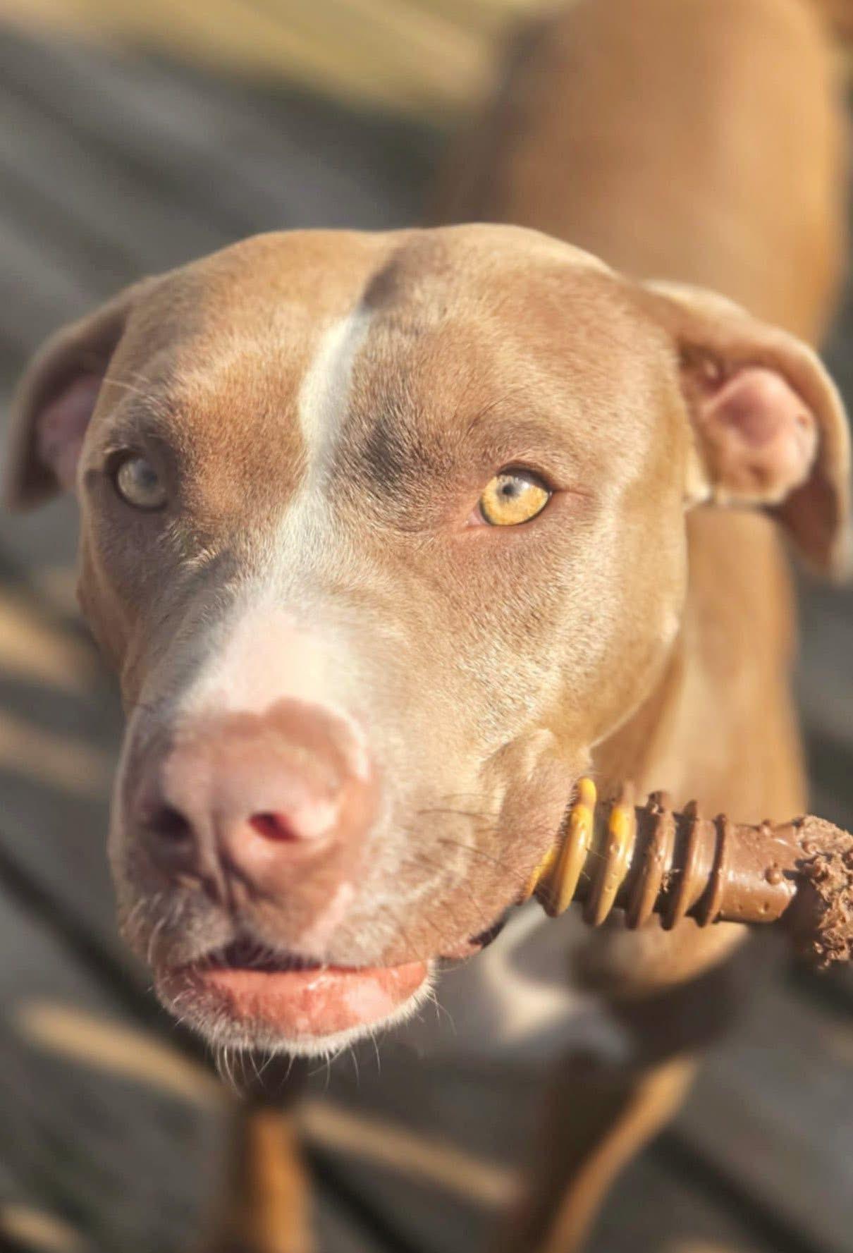 Della, a Adoptable mixed breed in Worth , IL image 1/3