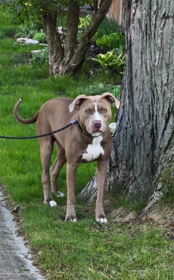 Della, a Adoptable mixed breed in Worth , IL image 2/3