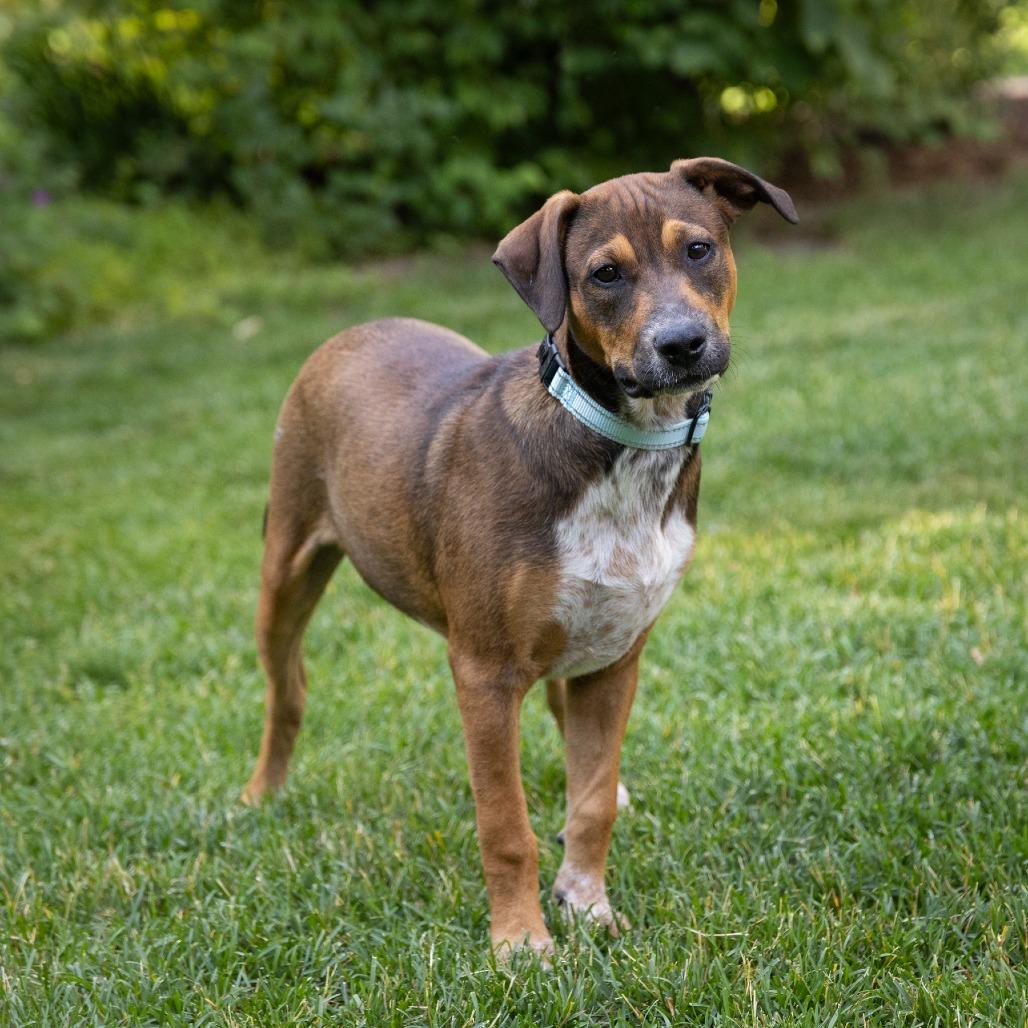 Edna, a Adoptable Cattle Dog in Crystal, MN image 1/6