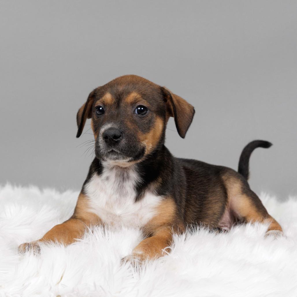 Enlarge Edna, a Adoptable Cattle Dog in Crystal, MN image 1/3