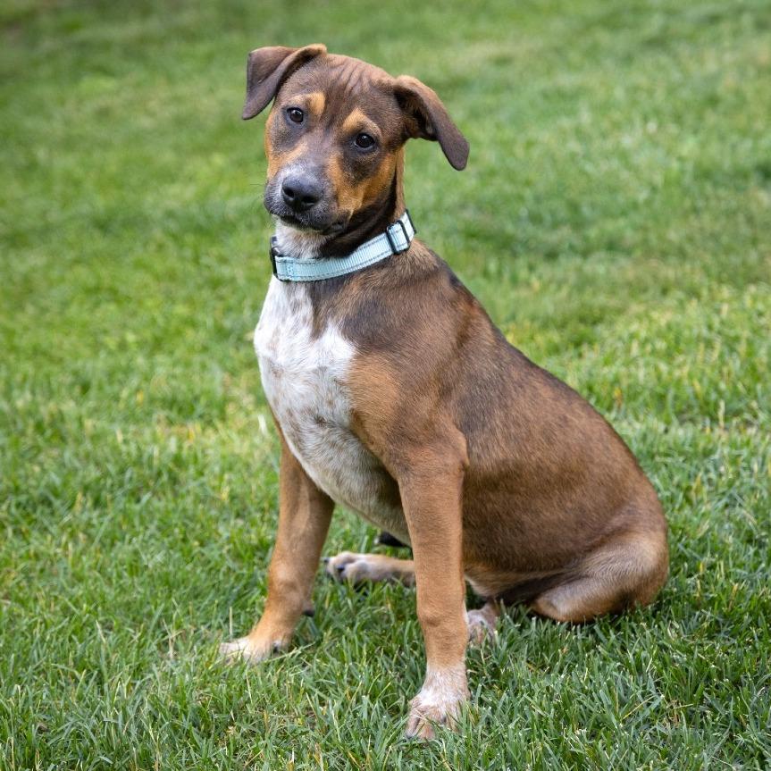 Edna, a Adoptable Cattle Dog in Crystal, MN image 2/6