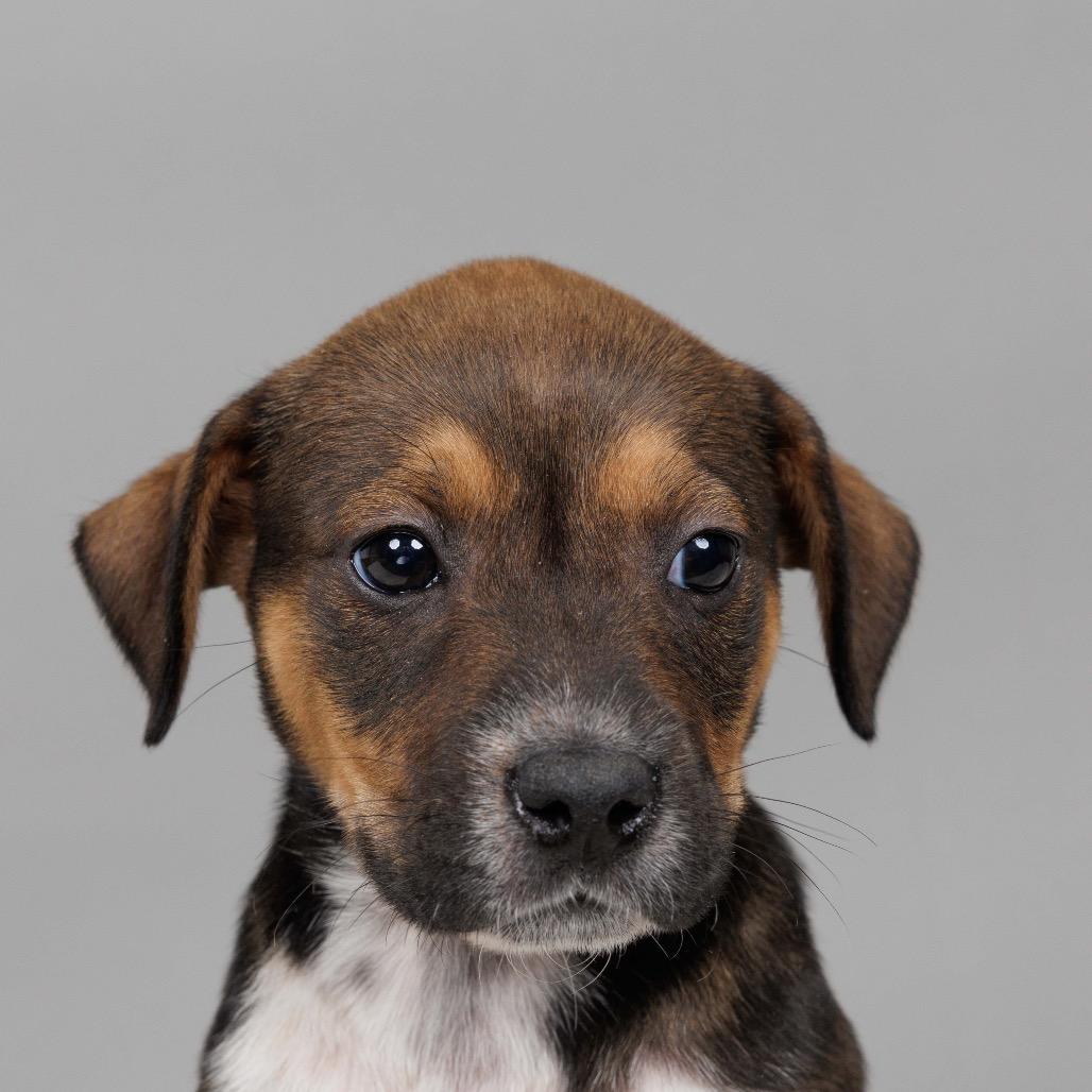 Enlarge Edna, a Adoptable Cattle Dog in Crystal, MN image 2/3