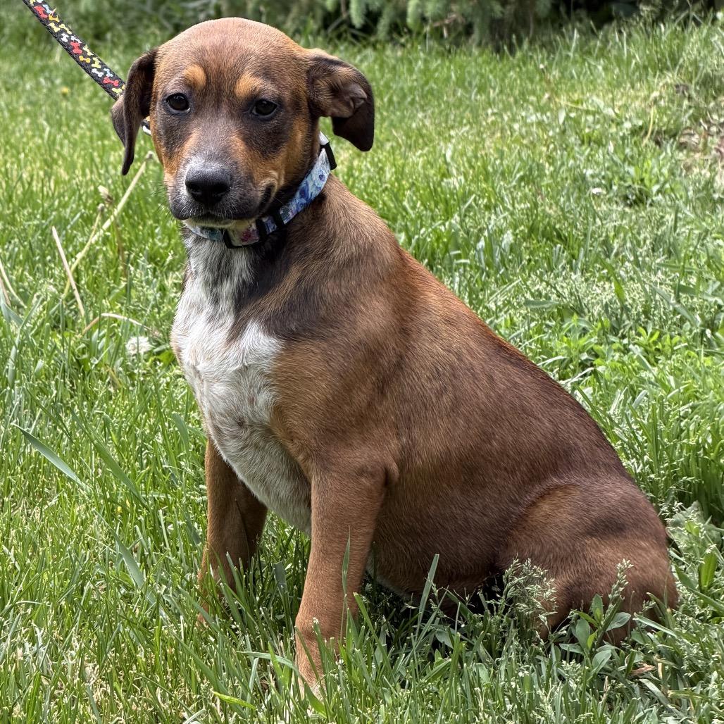Edna, a Adoptable Cattle Dog in Crystal, MN image 3/5