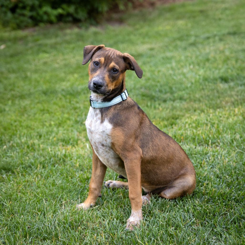 Edna, a Adoptable Cattle Dog in Crystal, MN image 2/6