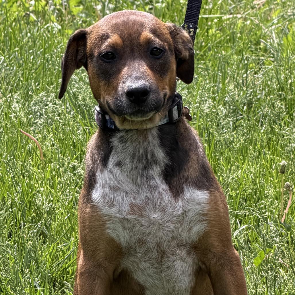 Edna, a Adoptable Cattle Dog in Crystal, MN image 4/5