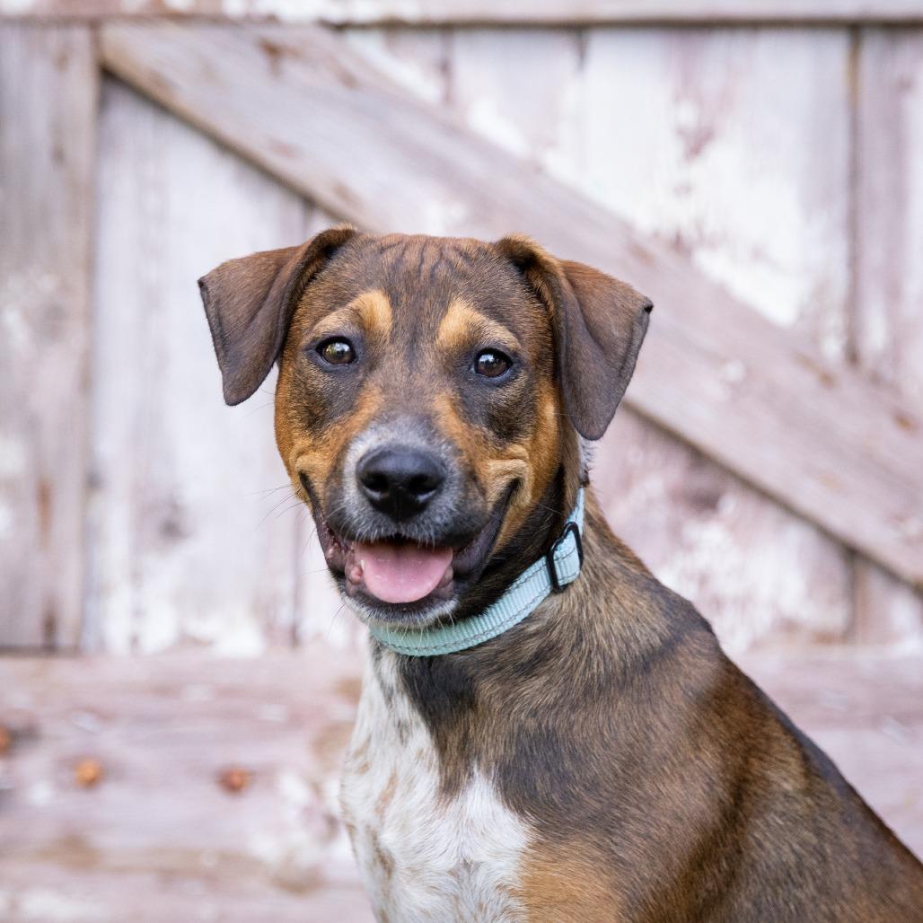 Edna, a Adoptable Cattle Dog in Crystal, MN image 3/6