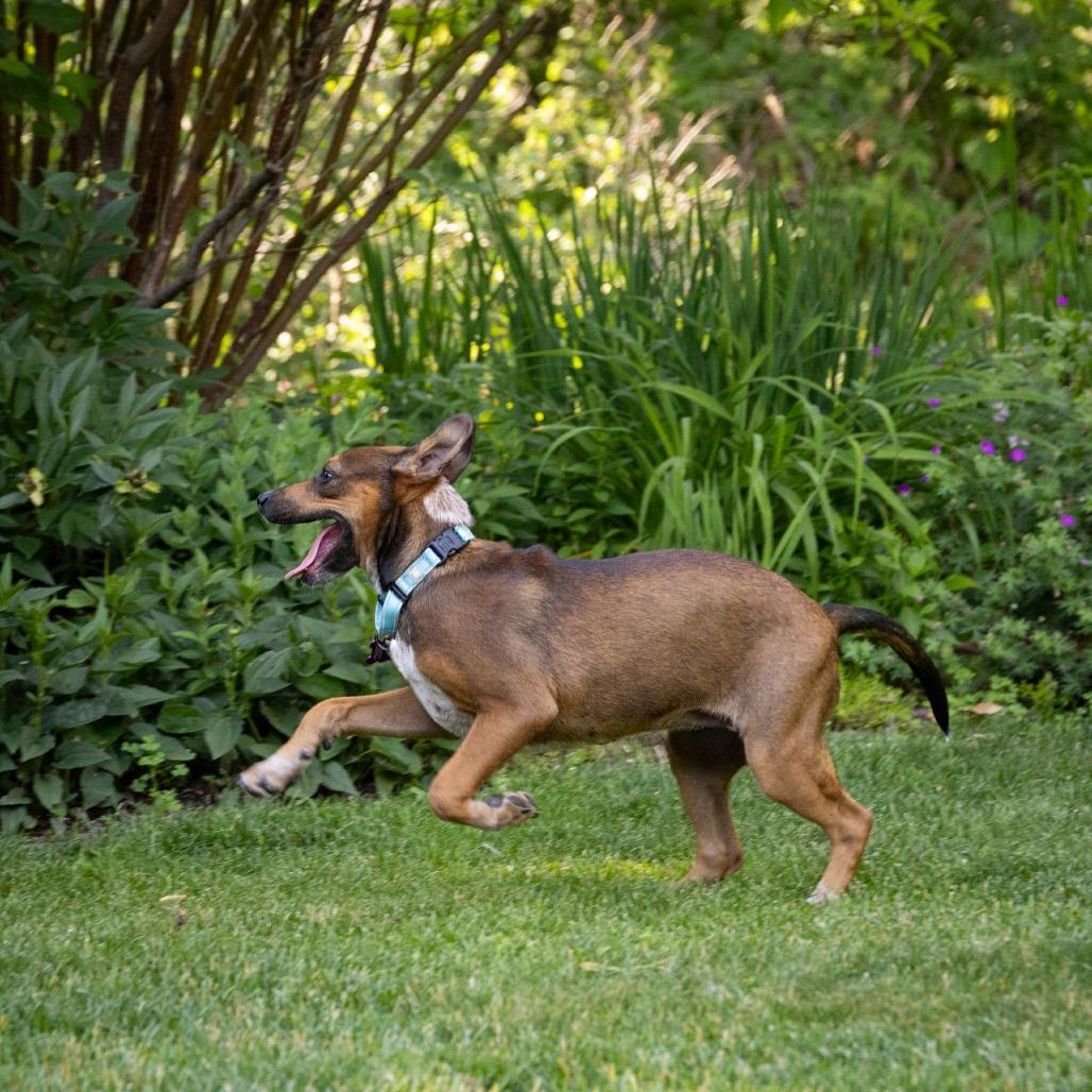 Edna, a Adoptable Cattle Dog in Crystal, MN image 4/6