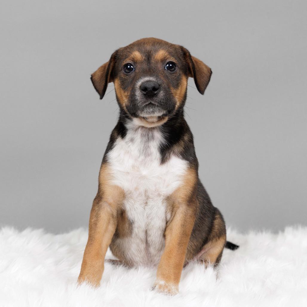 Enlarge Edna, a Adoptable Cattle Dog in Crystal, MN image 3/3