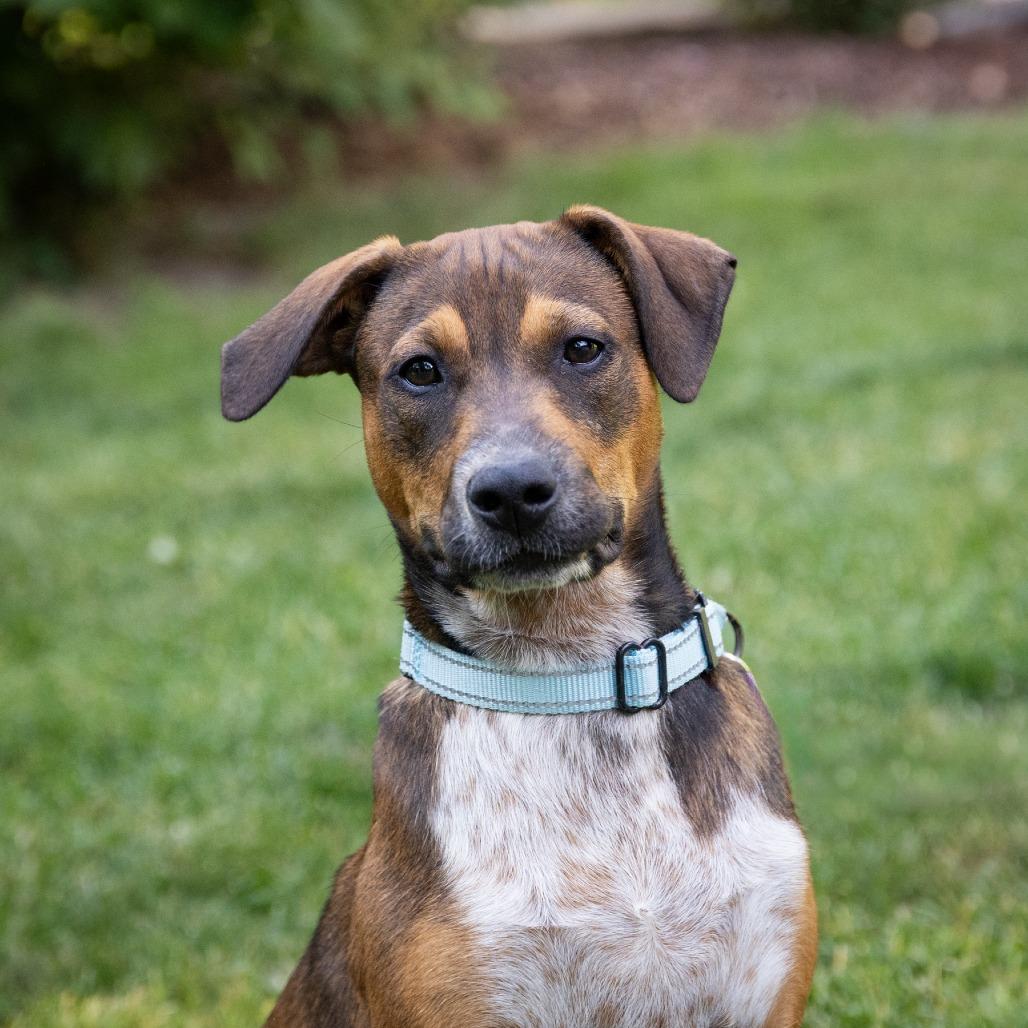 Edna, a Adoptable Cattle Dog in Crystal, MN image 5/6
