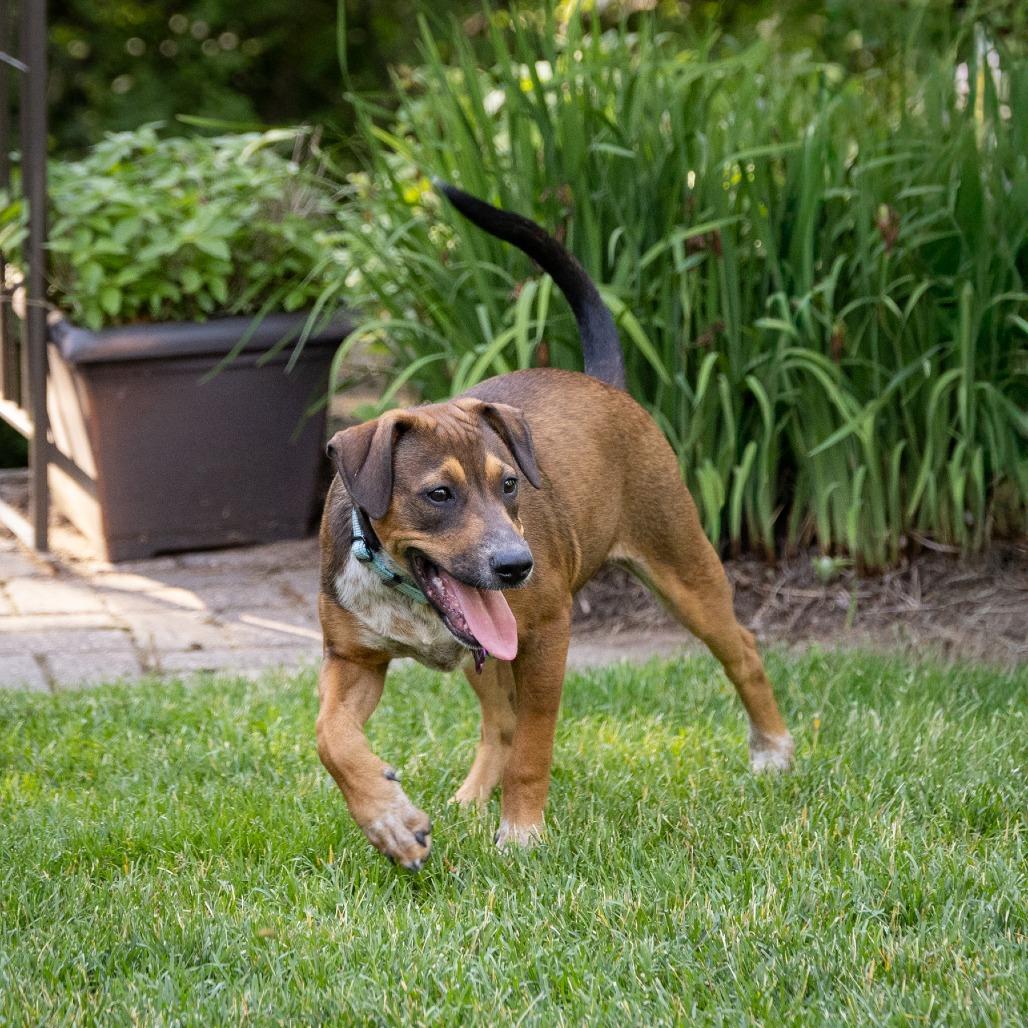 Edna, a Adoptable Cattle Dog in Crystal, MN image 6/6