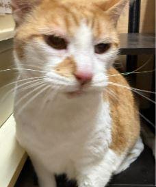 Charlie 4, Adoptable, Senior Male Domestic Short Hair.