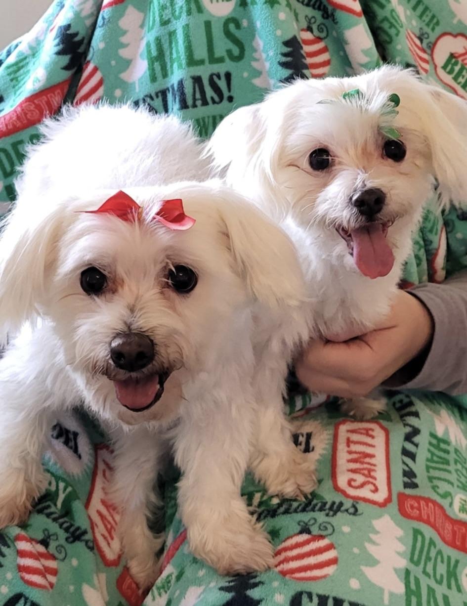 Lindy (must be adopted with Pearl), Adoptable, Senior Female Maltese.