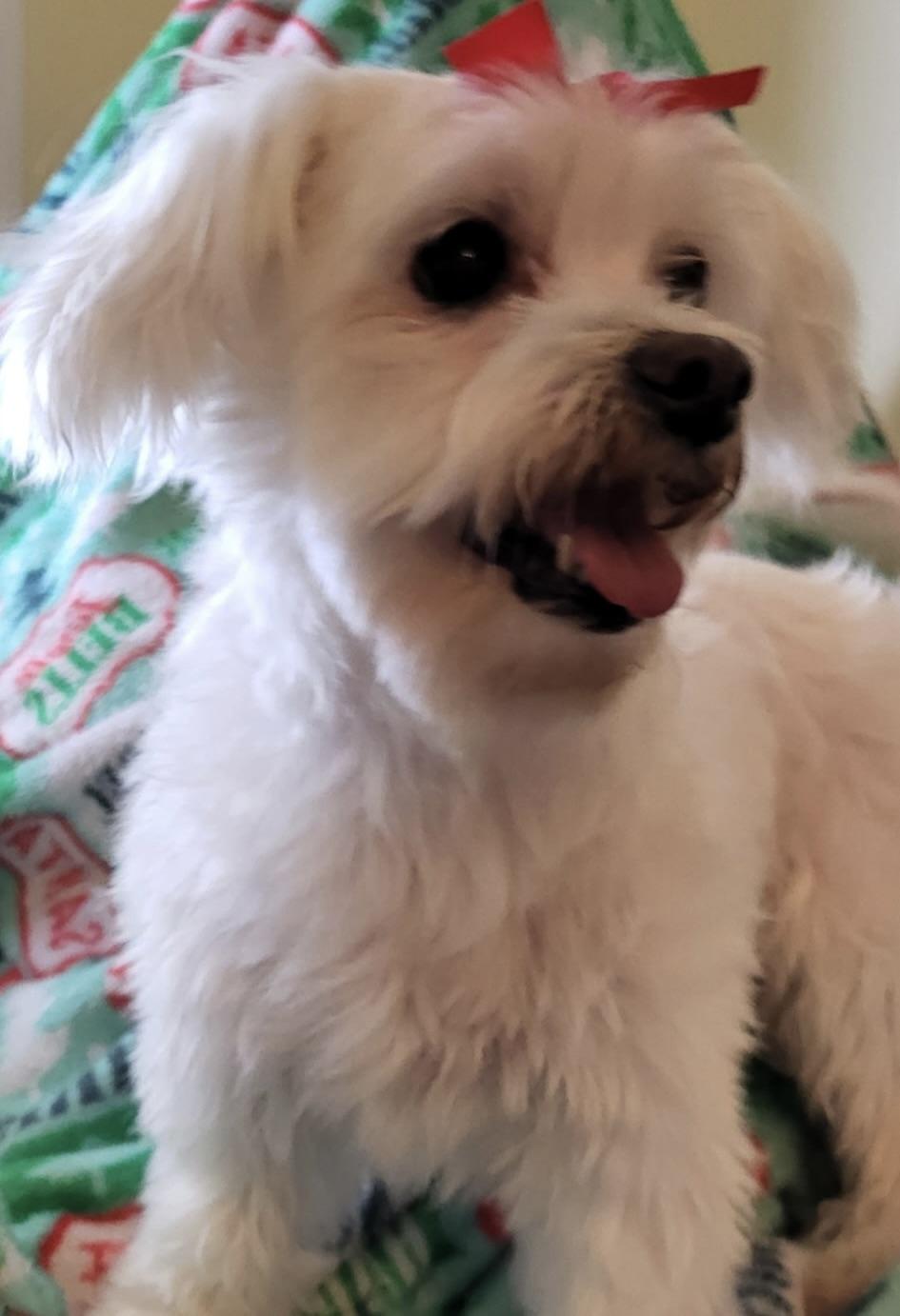 Lindy (must be adopted with Pearl), a Adoptable Maltese in Fort Bragg, CA image 3/5