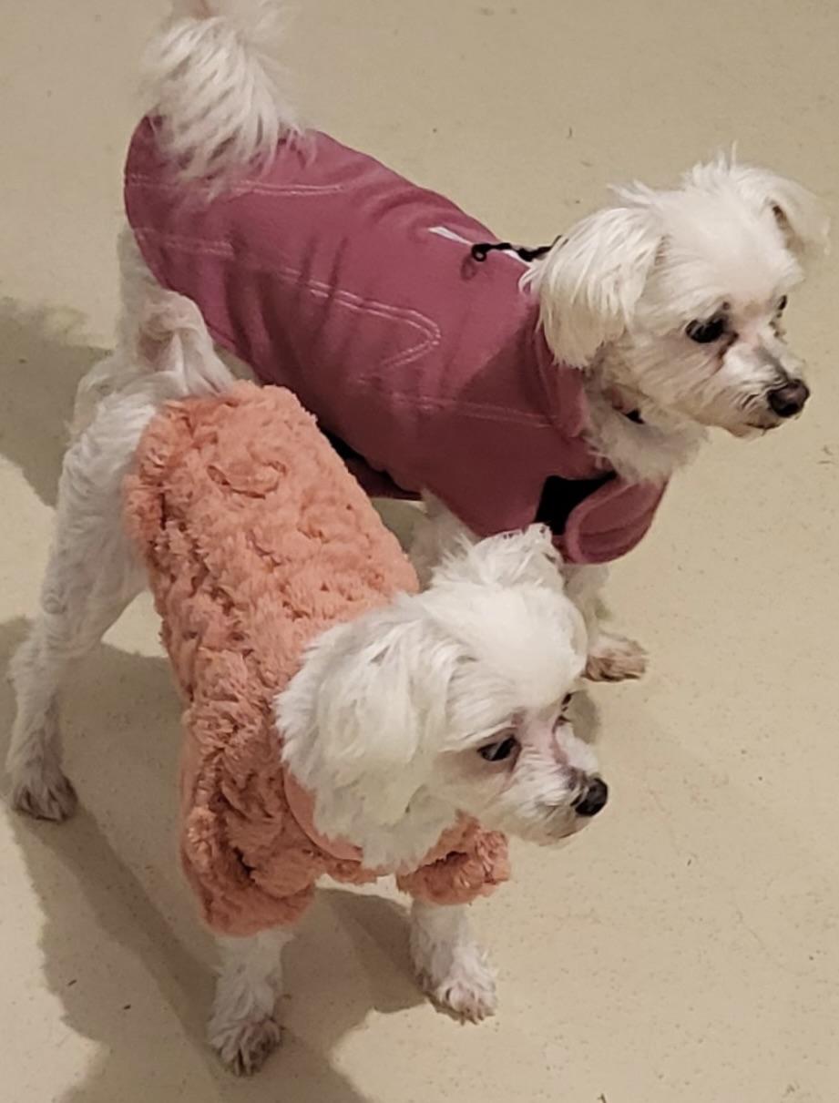 Lindy (must be adopted with Pearl), a Adoptable Maltese in Fort Bragg, CA image 5/5