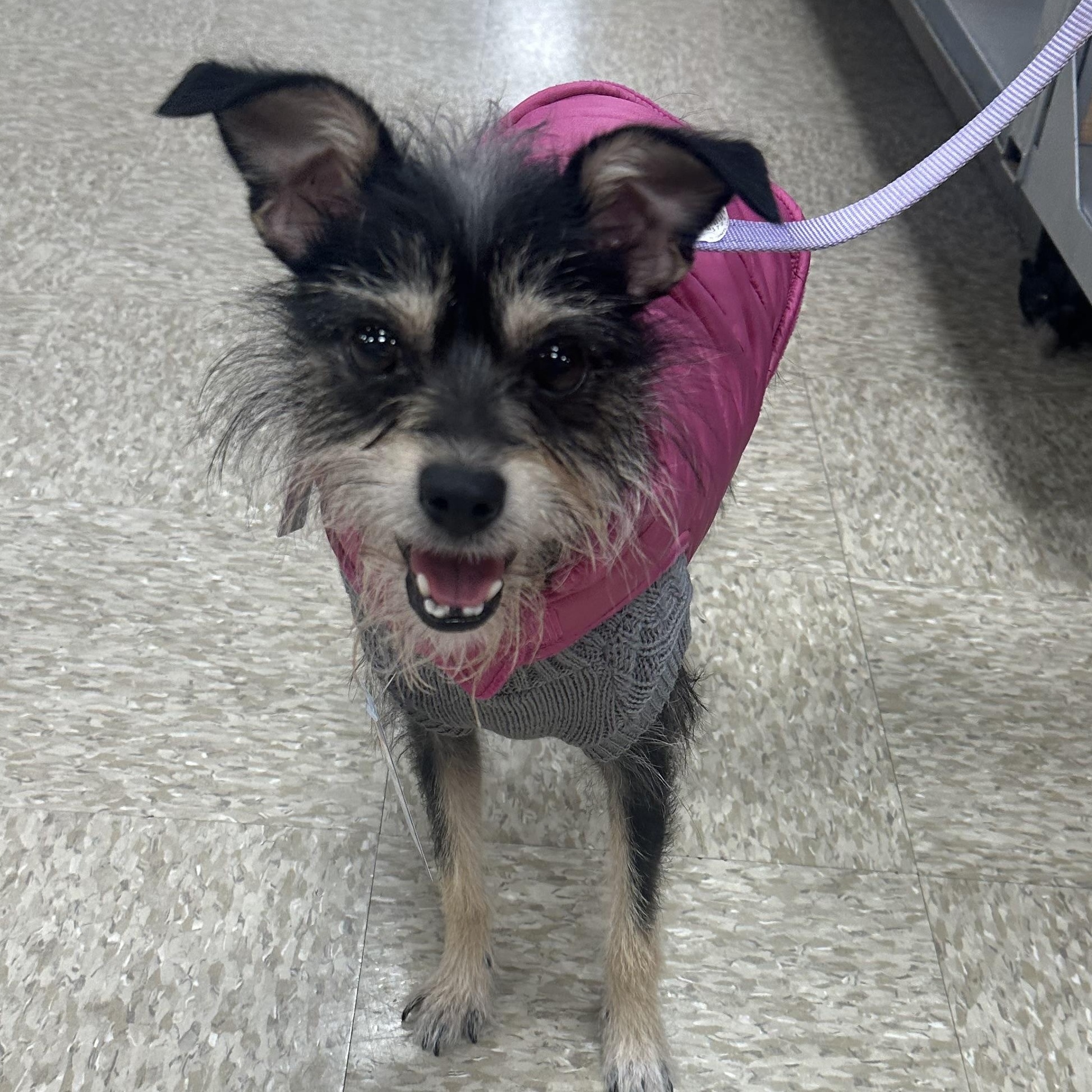 Violet, a Adopted mixed breed in San Jose, CA image 3/4