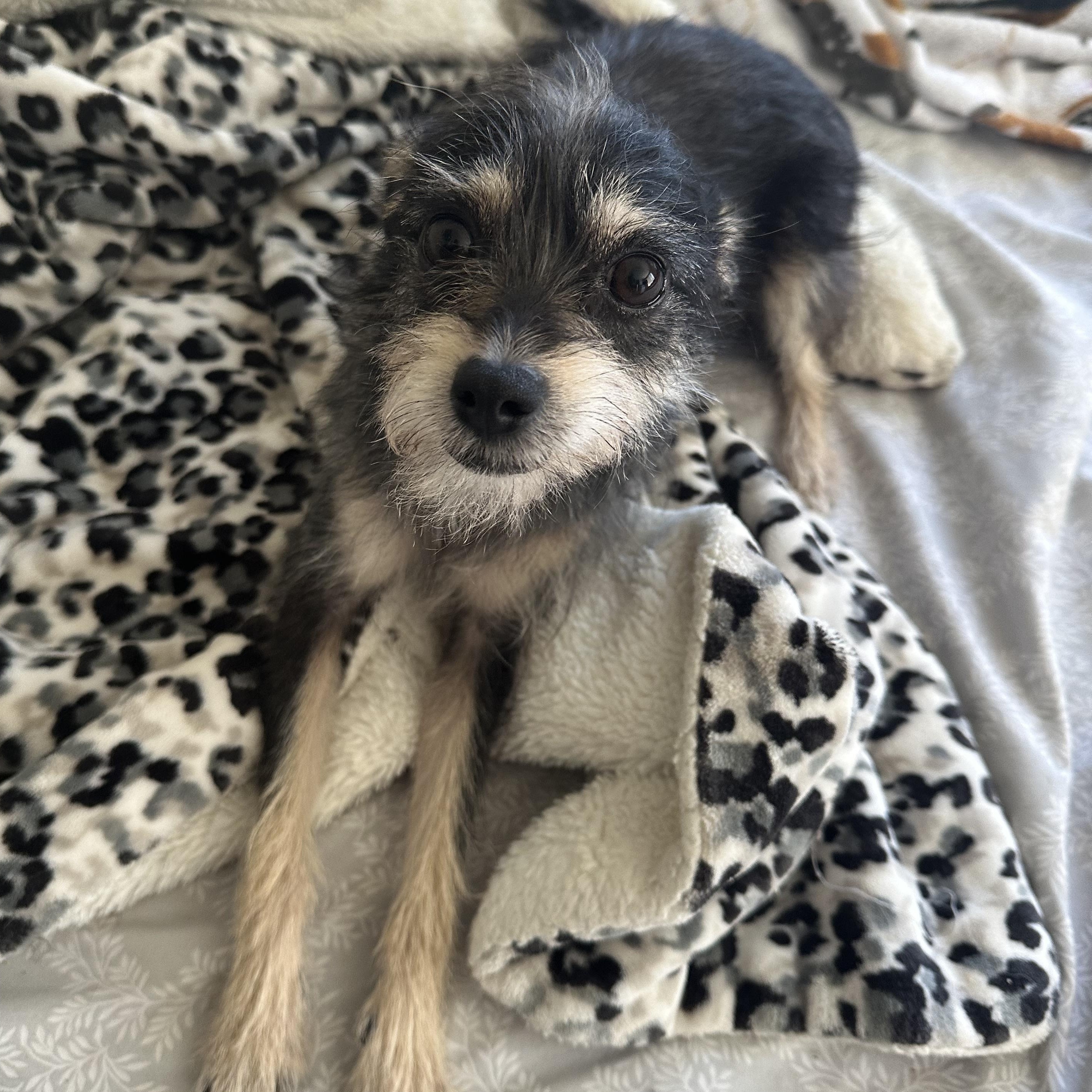 Violet, a Adopted mixed breed in San Jose, CA image 1/4