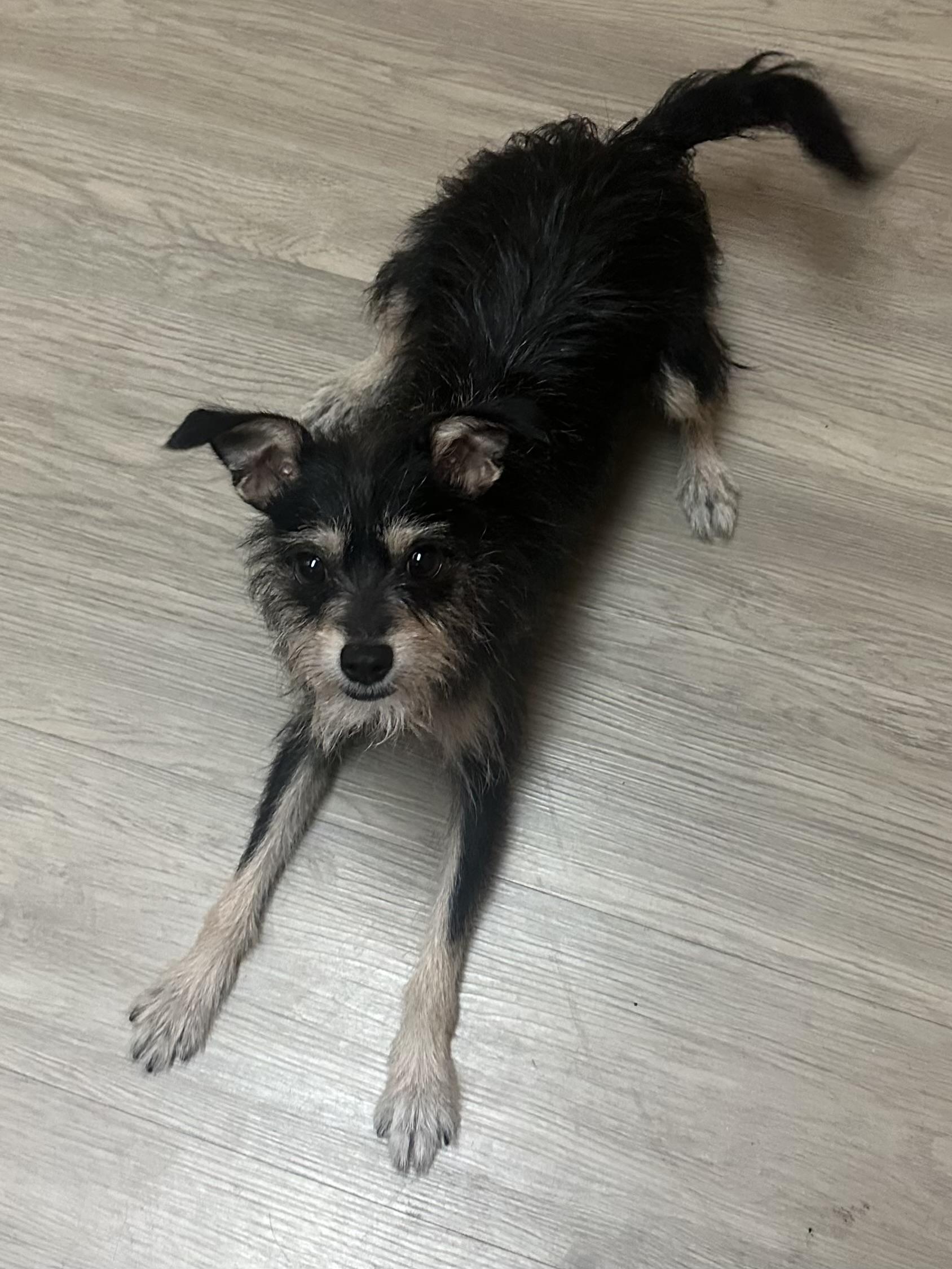 Violet, a Adopted mixed breed in San Jose, CA image 4/4