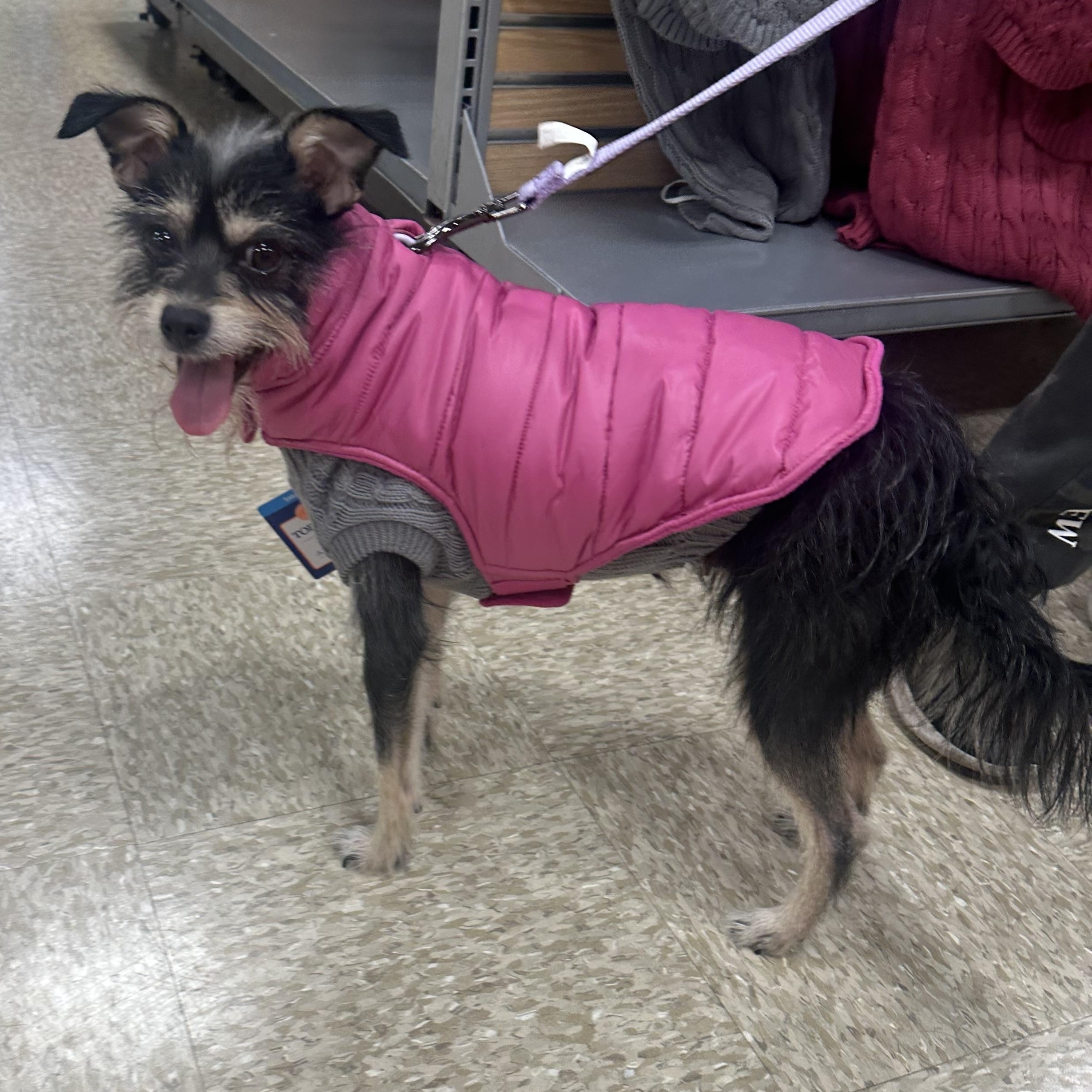 Violet, a Adopted mixed breed in San Jose, CA image 2/4