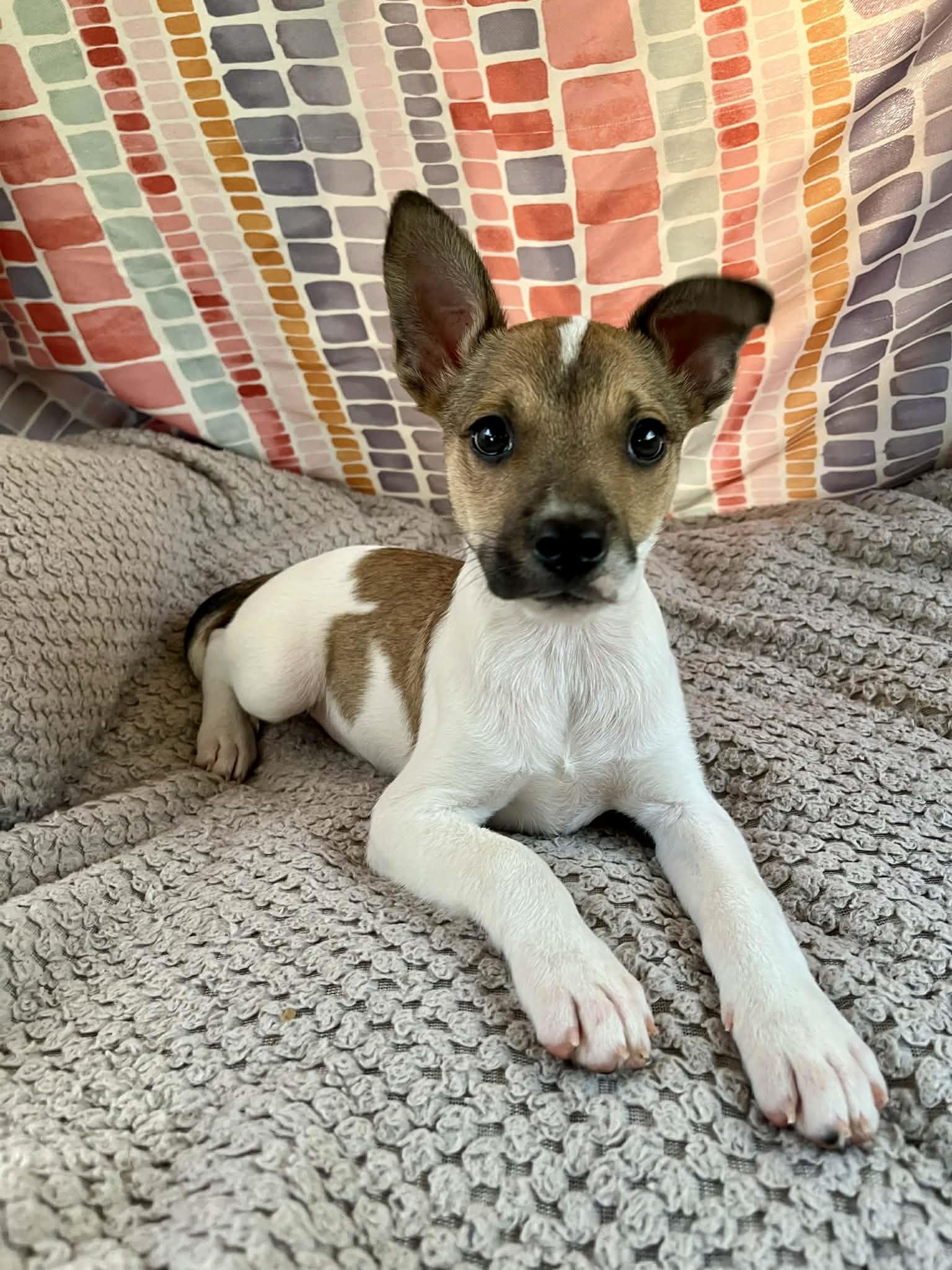 Larry, adopted, Puppy Male Chihuahua.