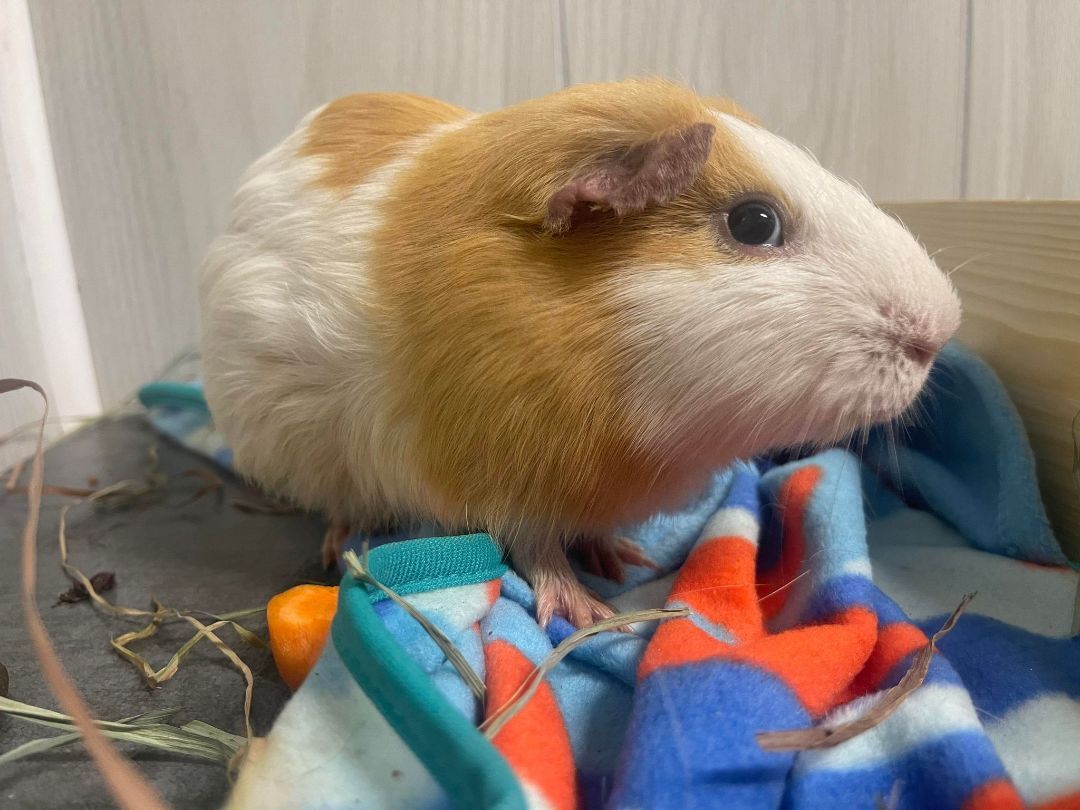 Nemo, a Adoptable Guinea Pig in Troy, AL image 1/4