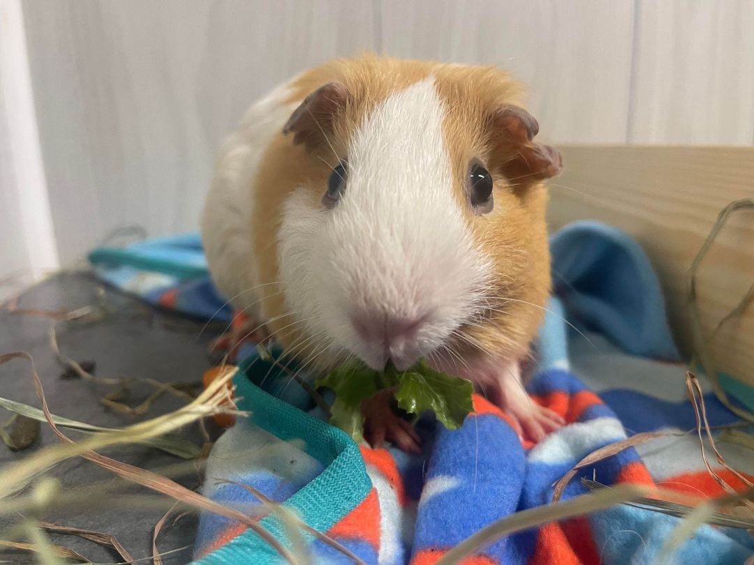 Nemo, a Adoptable Guinea Pig in Troy, AL image 2/4